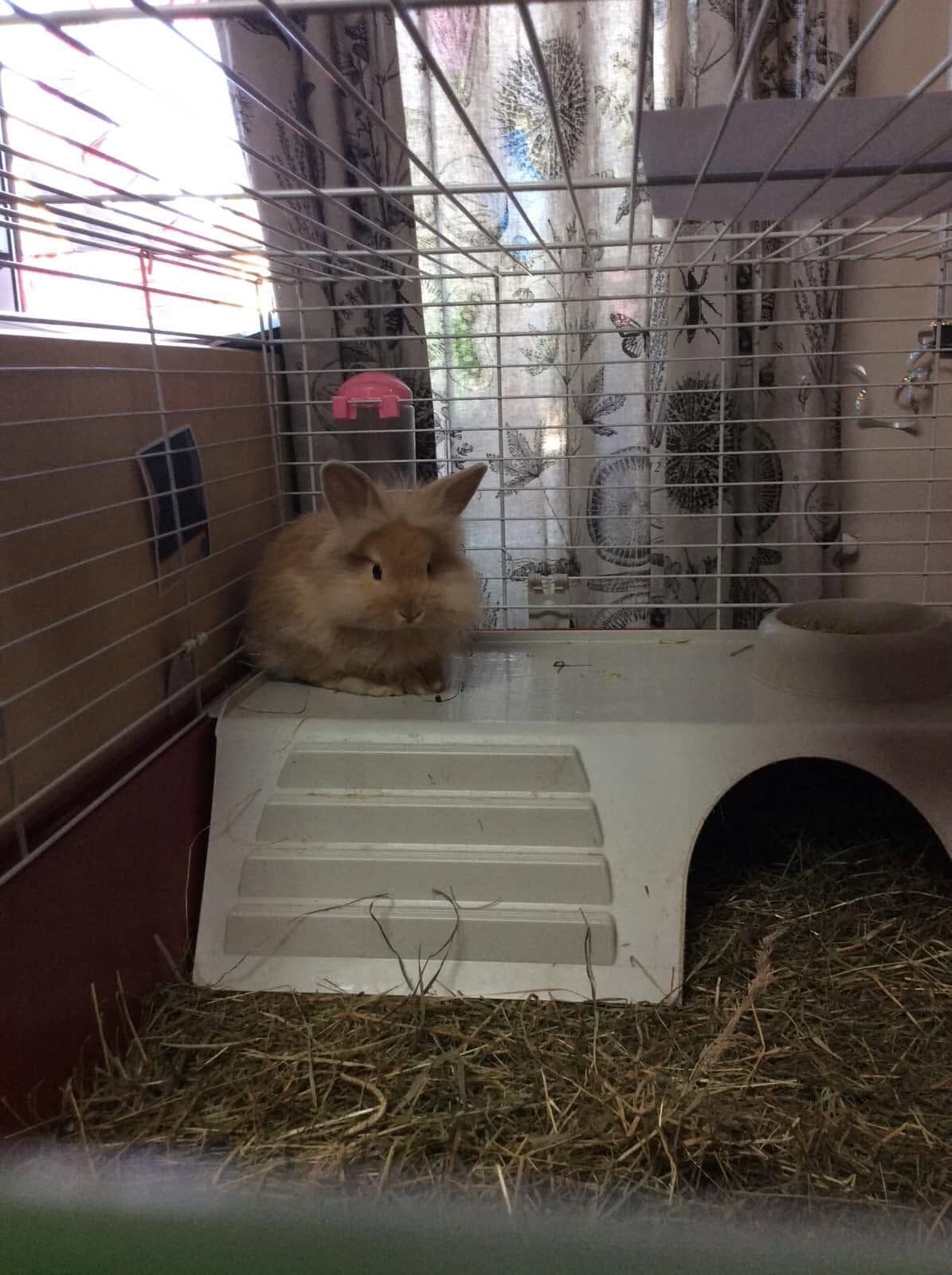 The nursery's pet rabbit resting in its indoor hutch.